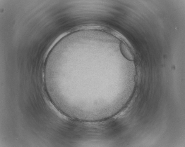 X0000076270852200610262028