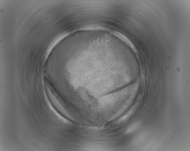 X0000076270855200610262028