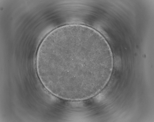 X0000076270856200610262028