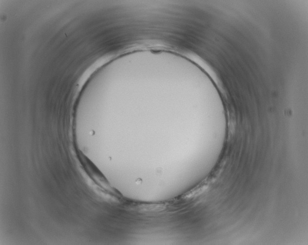 X0000076270861200610262029