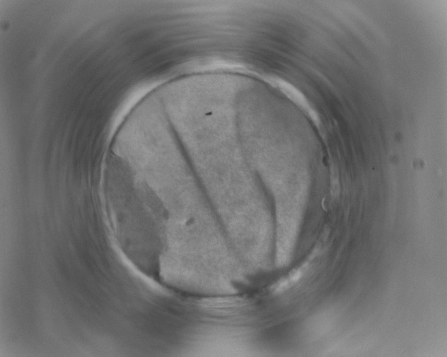 X0000076270863200610262029