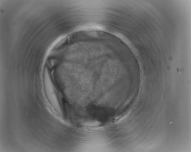 X0000076270864200610262029