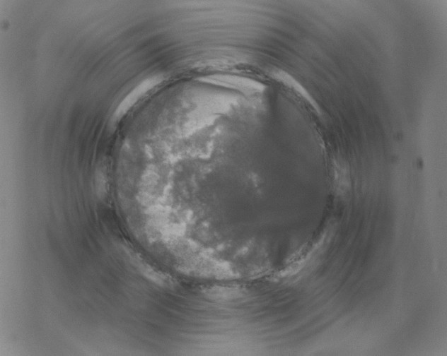 X0000076270874200610262028