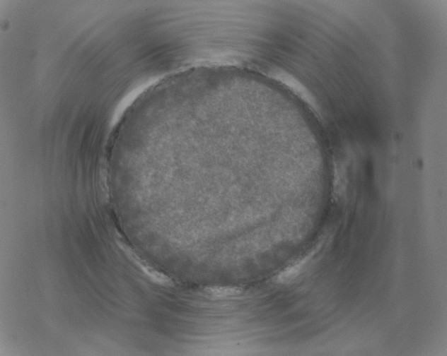 X0000076270878200610262028