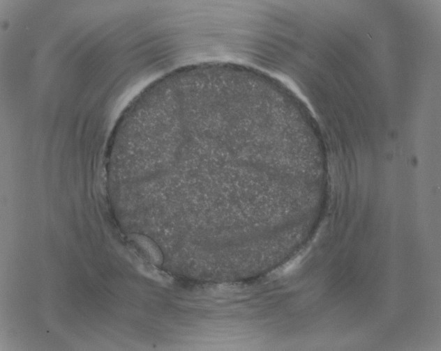 X0000076270879200610262028