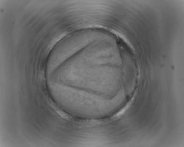 X0000076270881200610262028