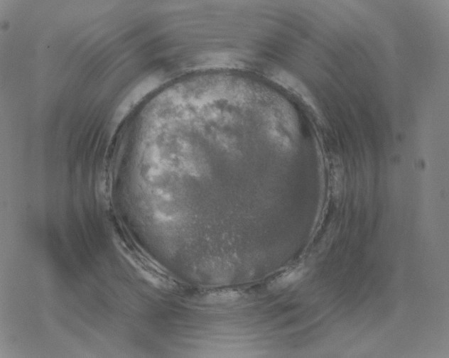 X0000076270882200610262028