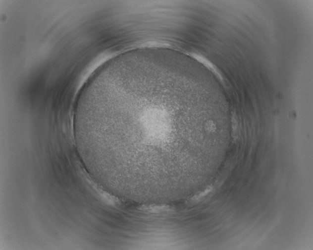 X0000076270886200610262027