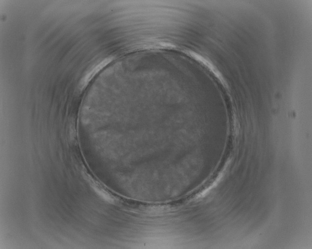 X0000076270889200610262027