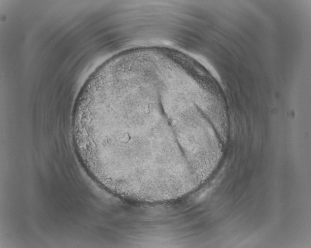 X0000076270895200610262027