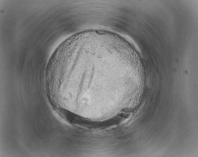 X0000076270903200610262027