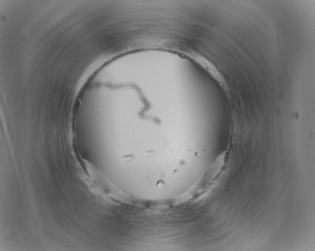 X0000076270904200610262027