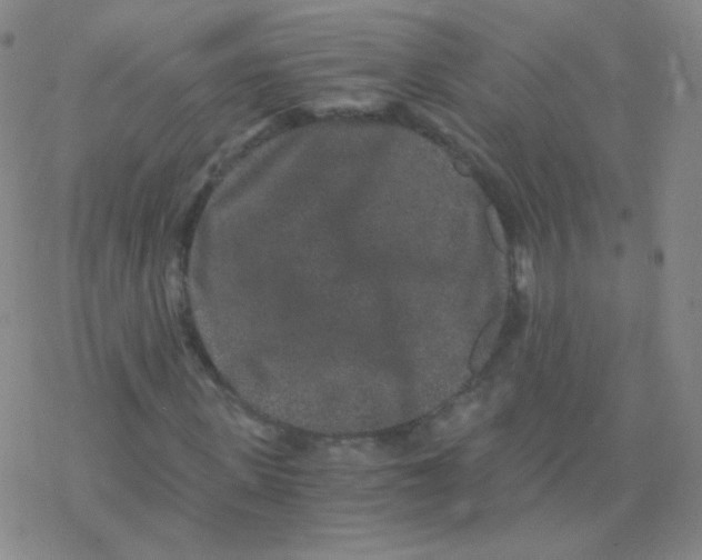 X0000076270915200610262026