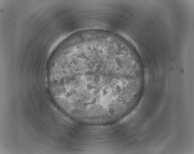 X0000076270925200610262026