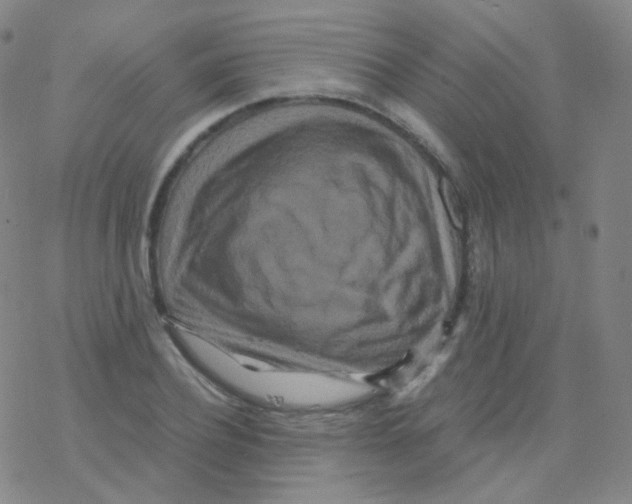 X0000076270932200610262027