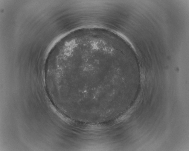 X0000076270935200610262027