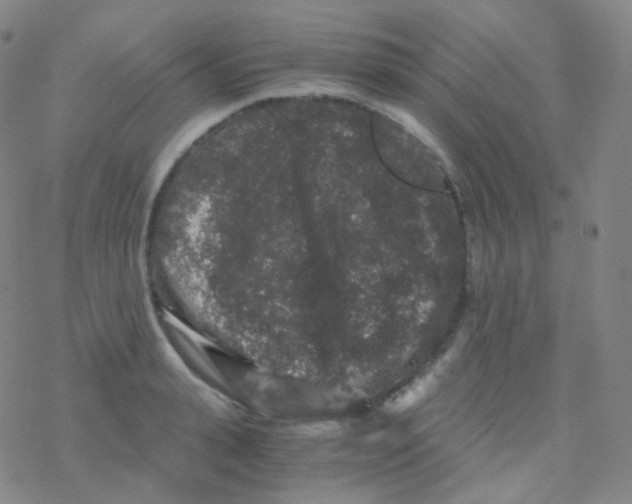 X0000076270943200610262027