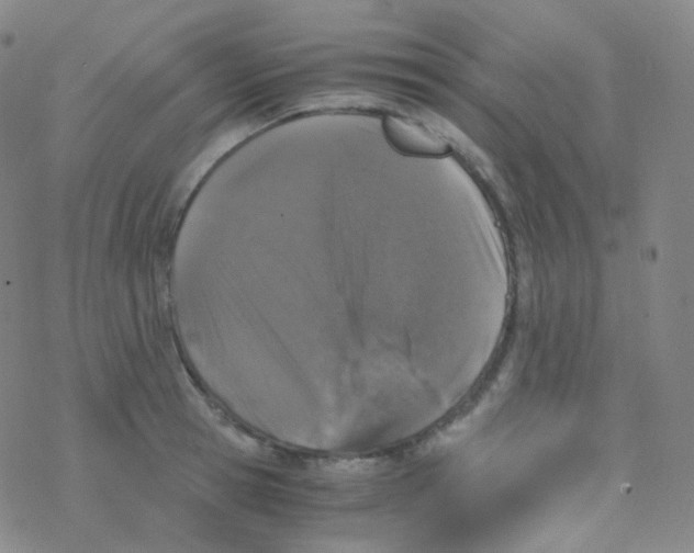 X0000076270945200610262027