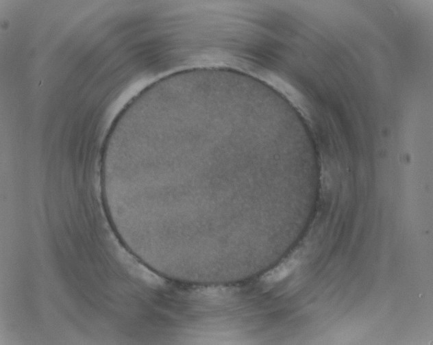 X0000076270950200610262027