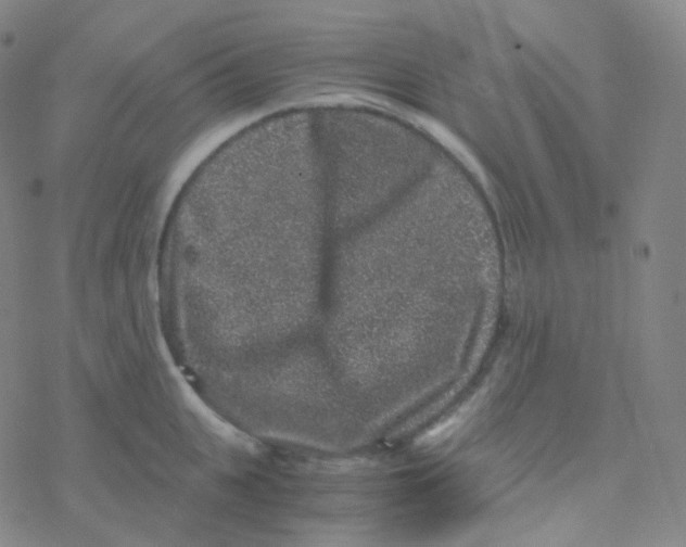 X0000076270951200610262027