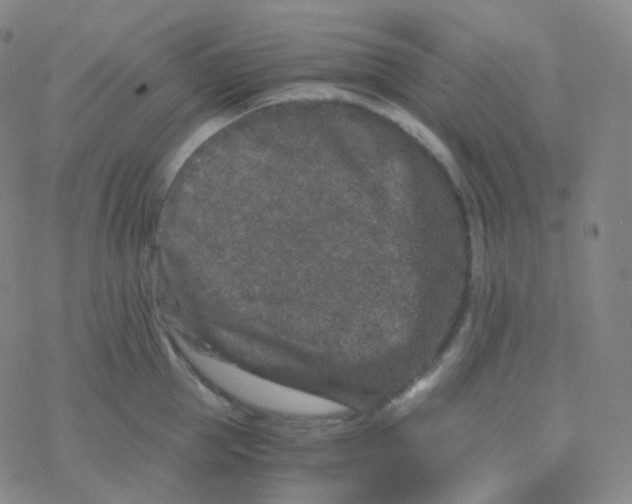 X0000076270953200610262027