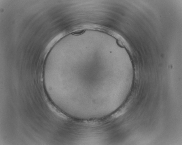 X0000076270954200610262027