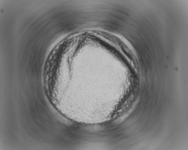 X0000076270957200610262027