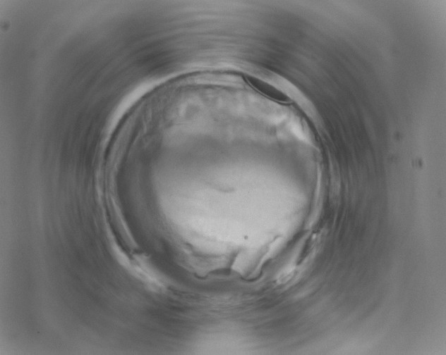 X0000076270958200610262027