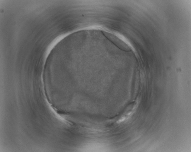 X0000076270959200610262027