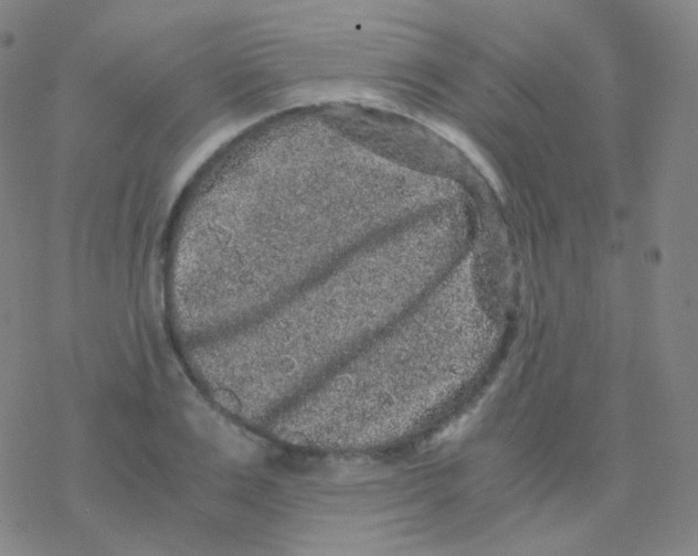 X0000076270983200610262026