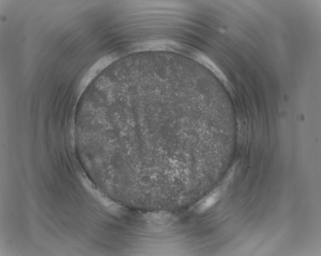 X0000076270994200610262026