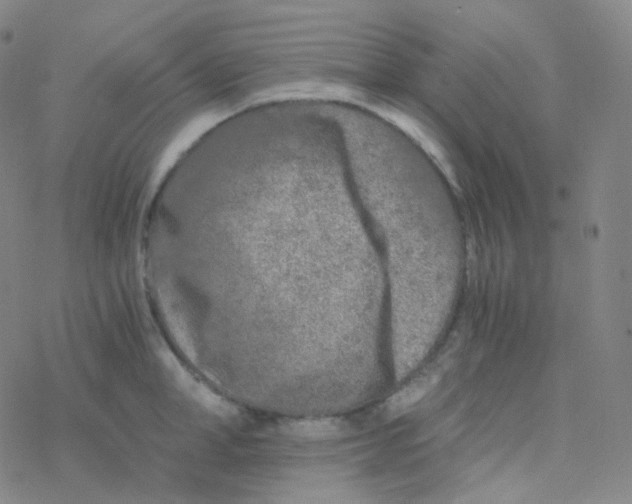 X0000076270998200610262026