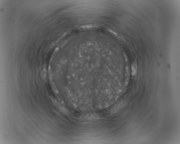 X0000076271011200610262025