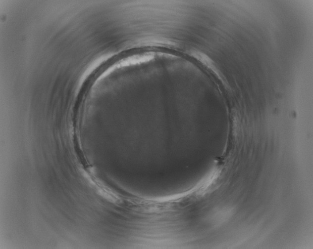 X0000076271024200610262025