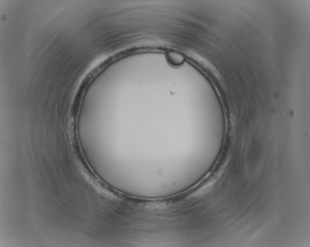 X0000076271029200610262025