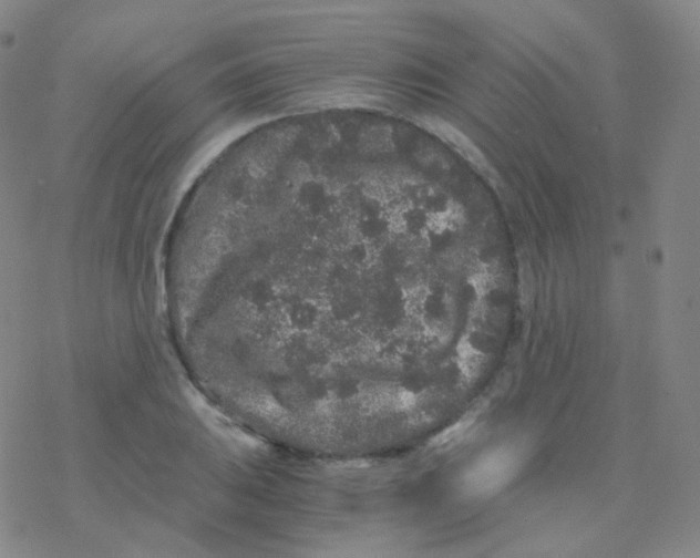 X0000076271031200610262025