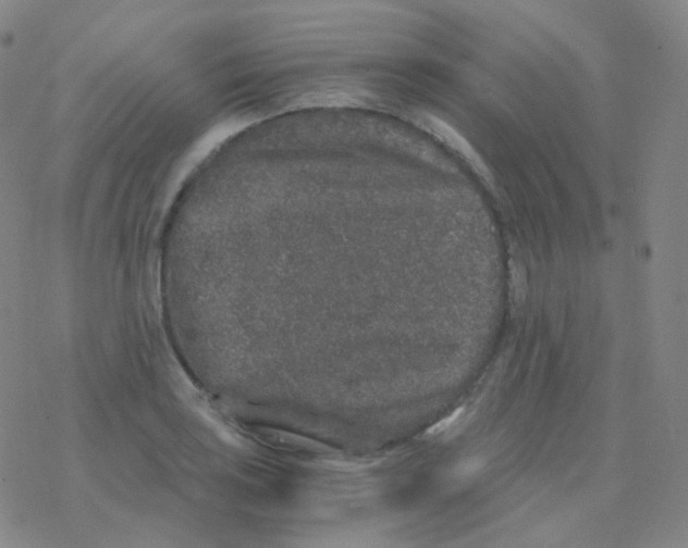 X0000076271035200610262025