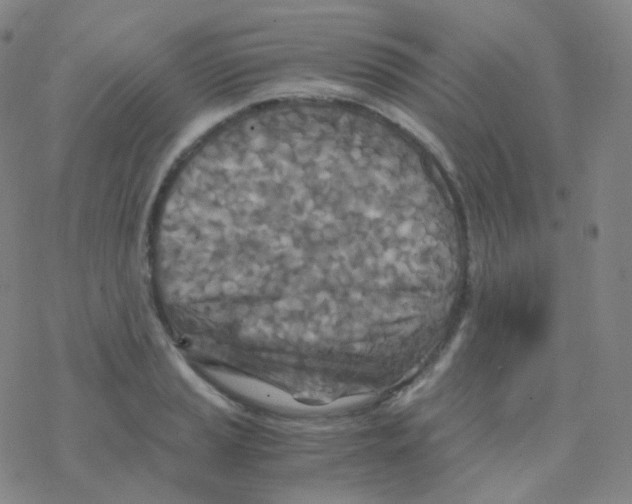 X0000076271037200610262025