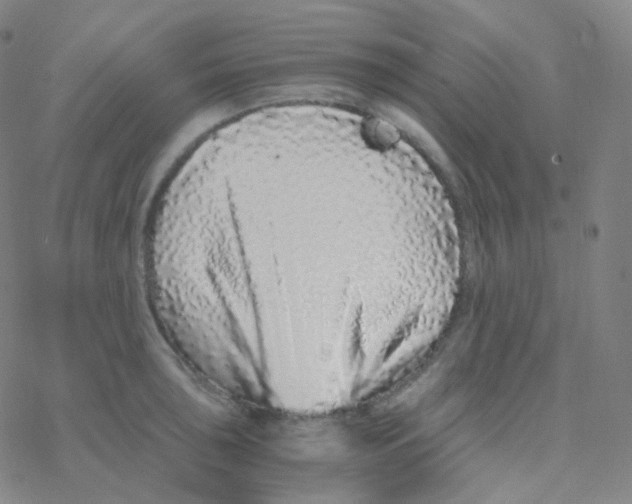 X0000076271043200610262025