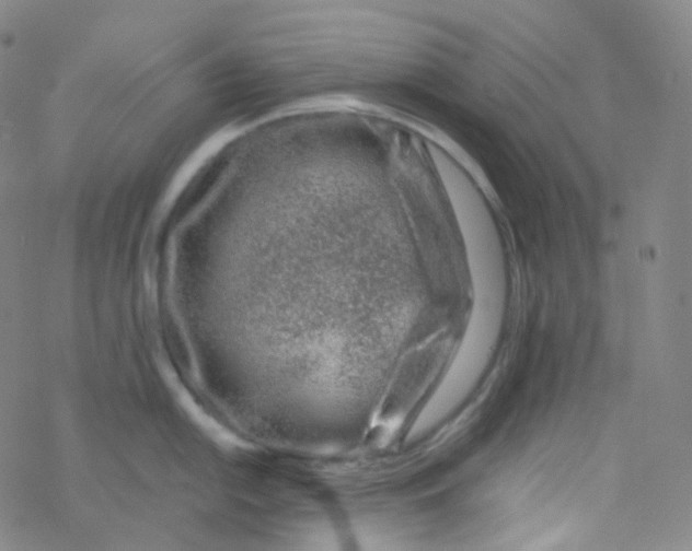 X0000076271054200610262025