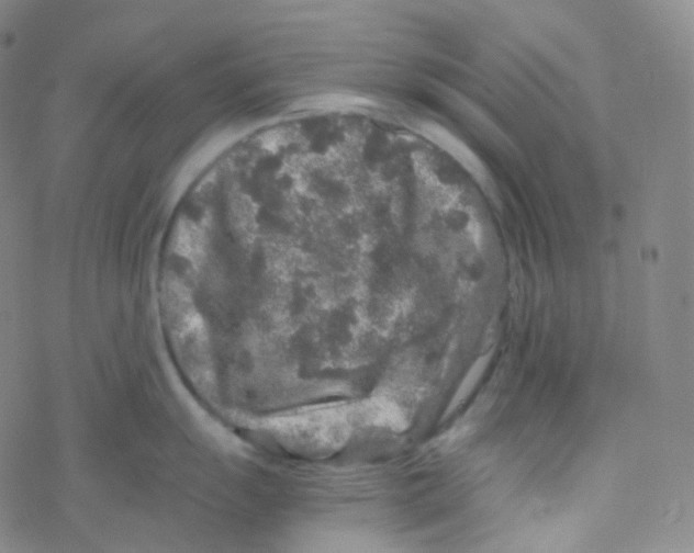 X0000076271055200610262025