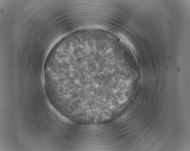 X0000076271084200610262024