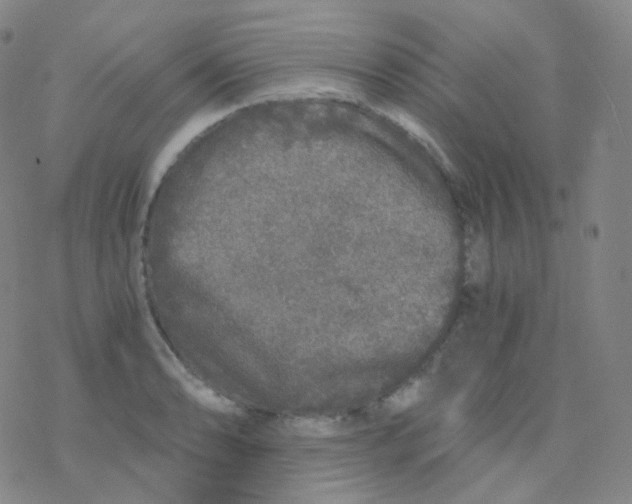 X0000076271086200610262024