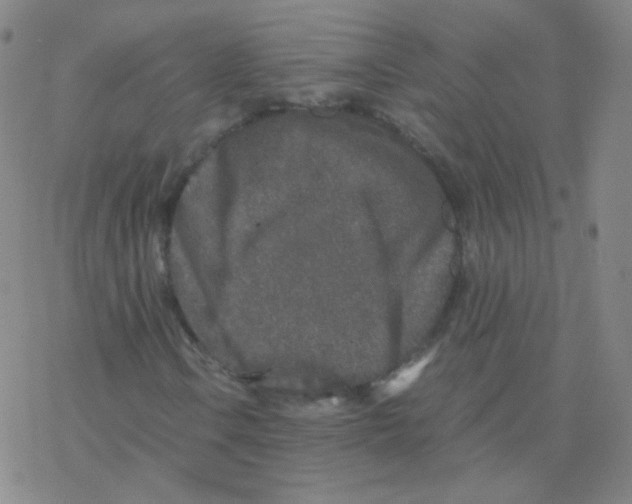 X0000076271106200610262023