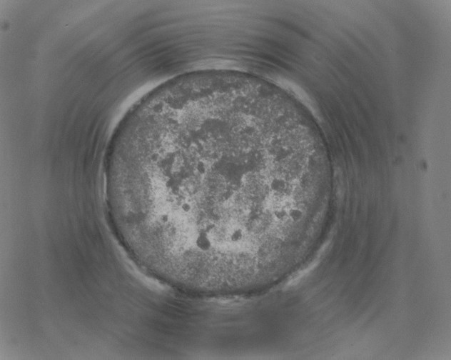 X0000076271125200610262023