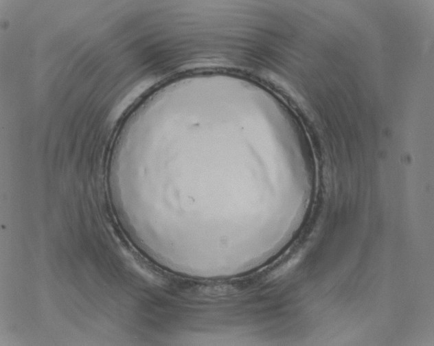 X0000076271129200610262024