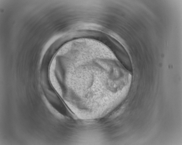 X0000076271152200610262024