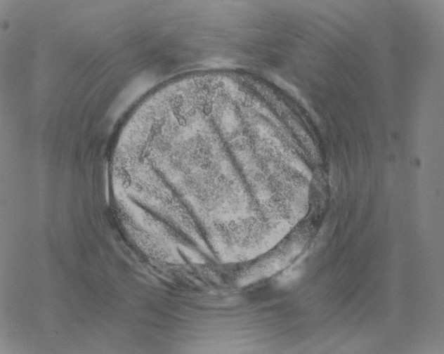 X0000076271171200610262023