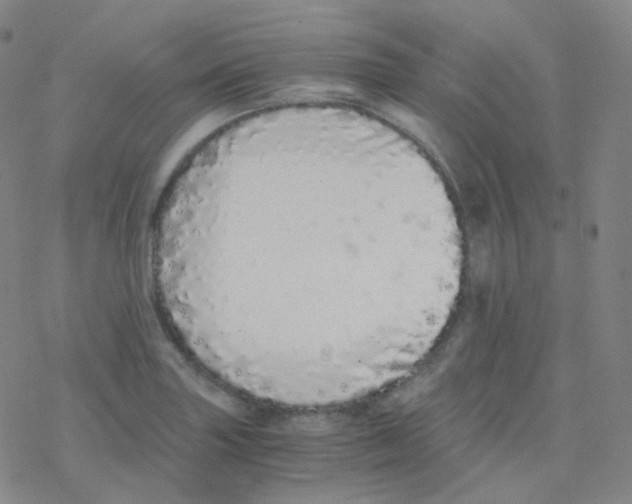 X0000076271227200610262022