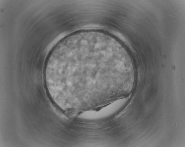 X0000076271229200610262022